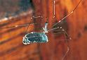 Pholcus_phalangioides_F2176_Z_90_Les Gris_Frankrijk